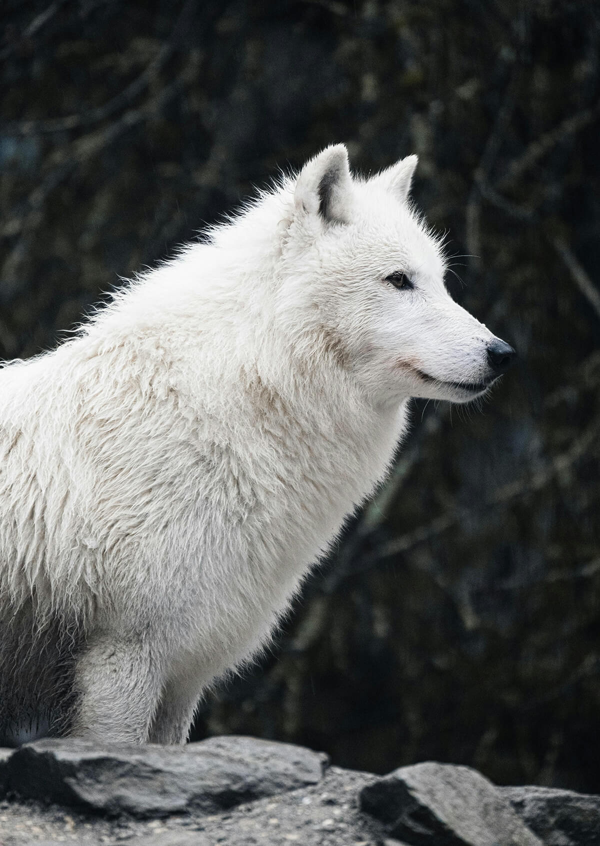 White Wolf